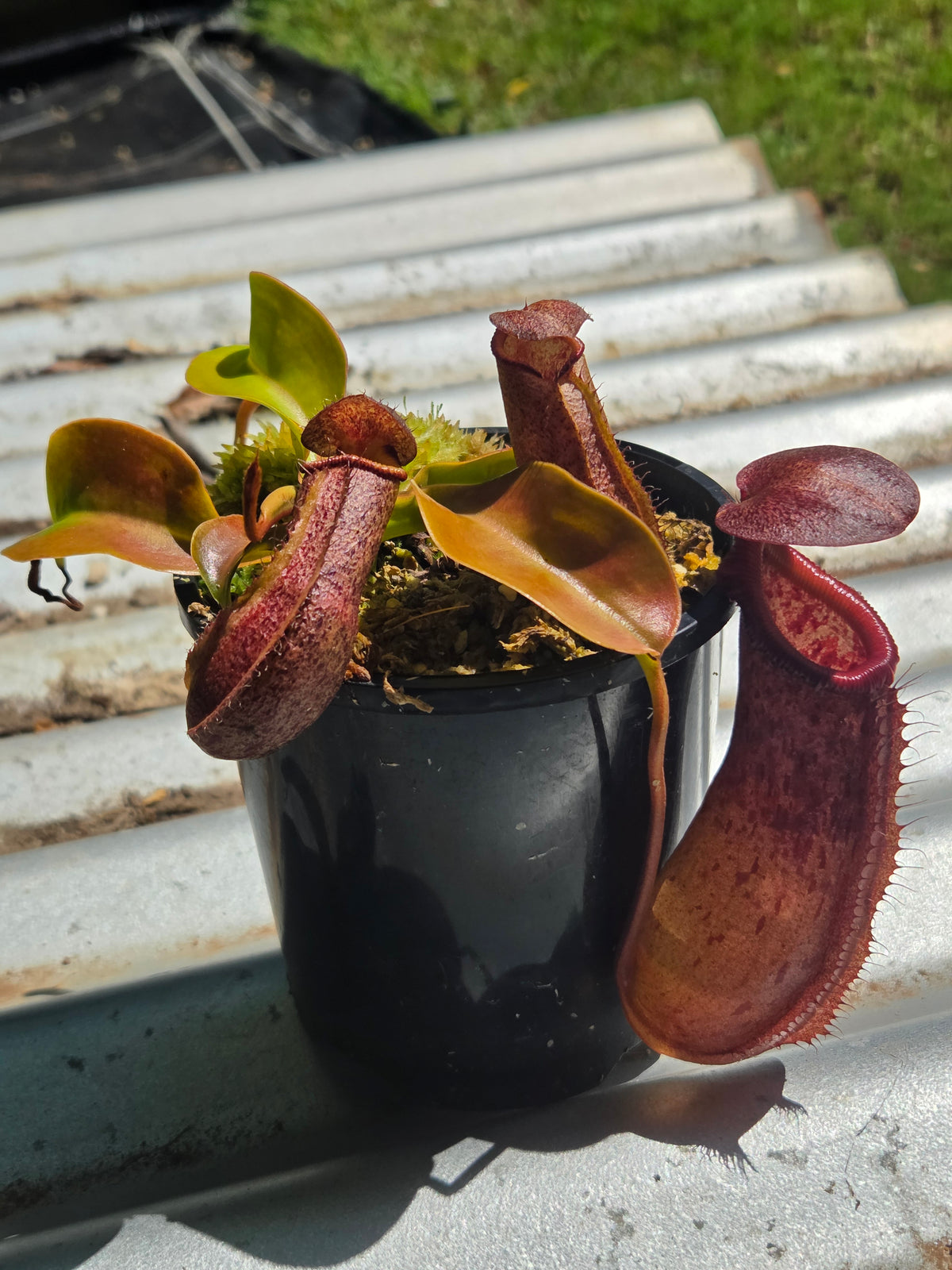 Nepenthes 'Queen Malani'