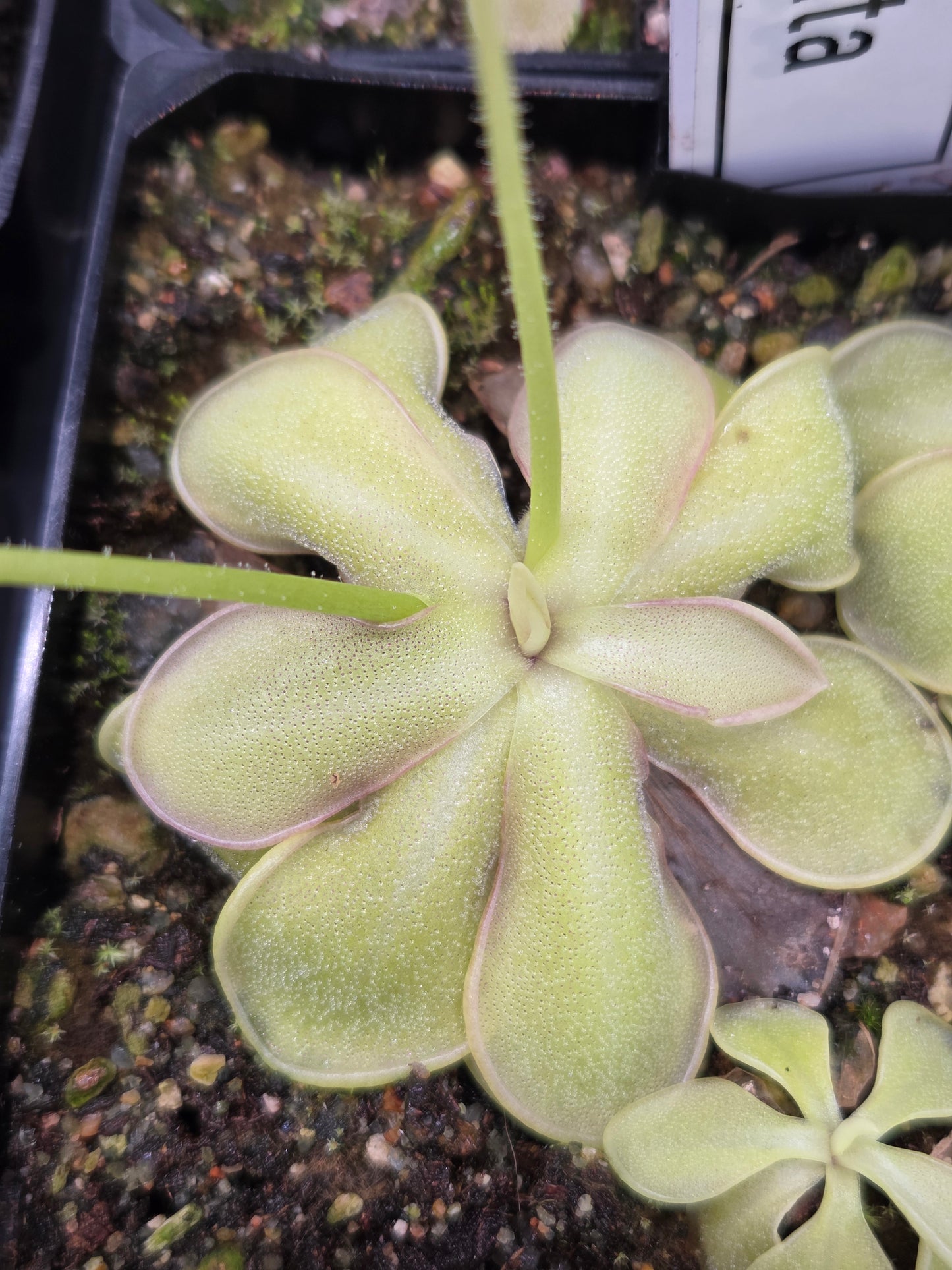 Pinguicula emarginata