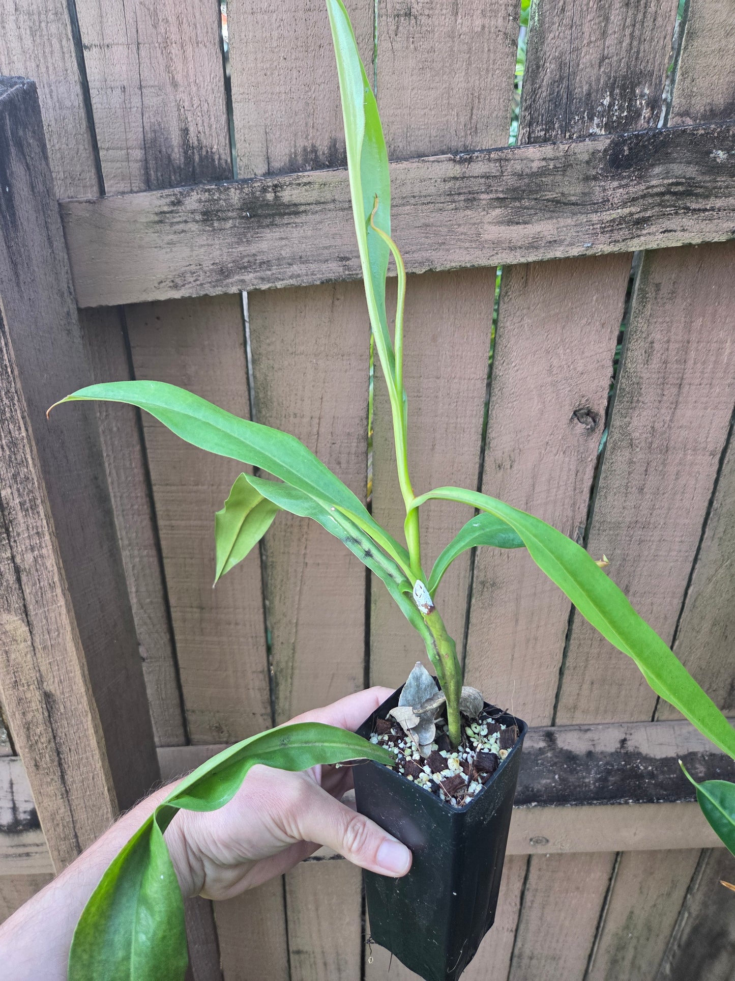 Nepenthes x Rokko