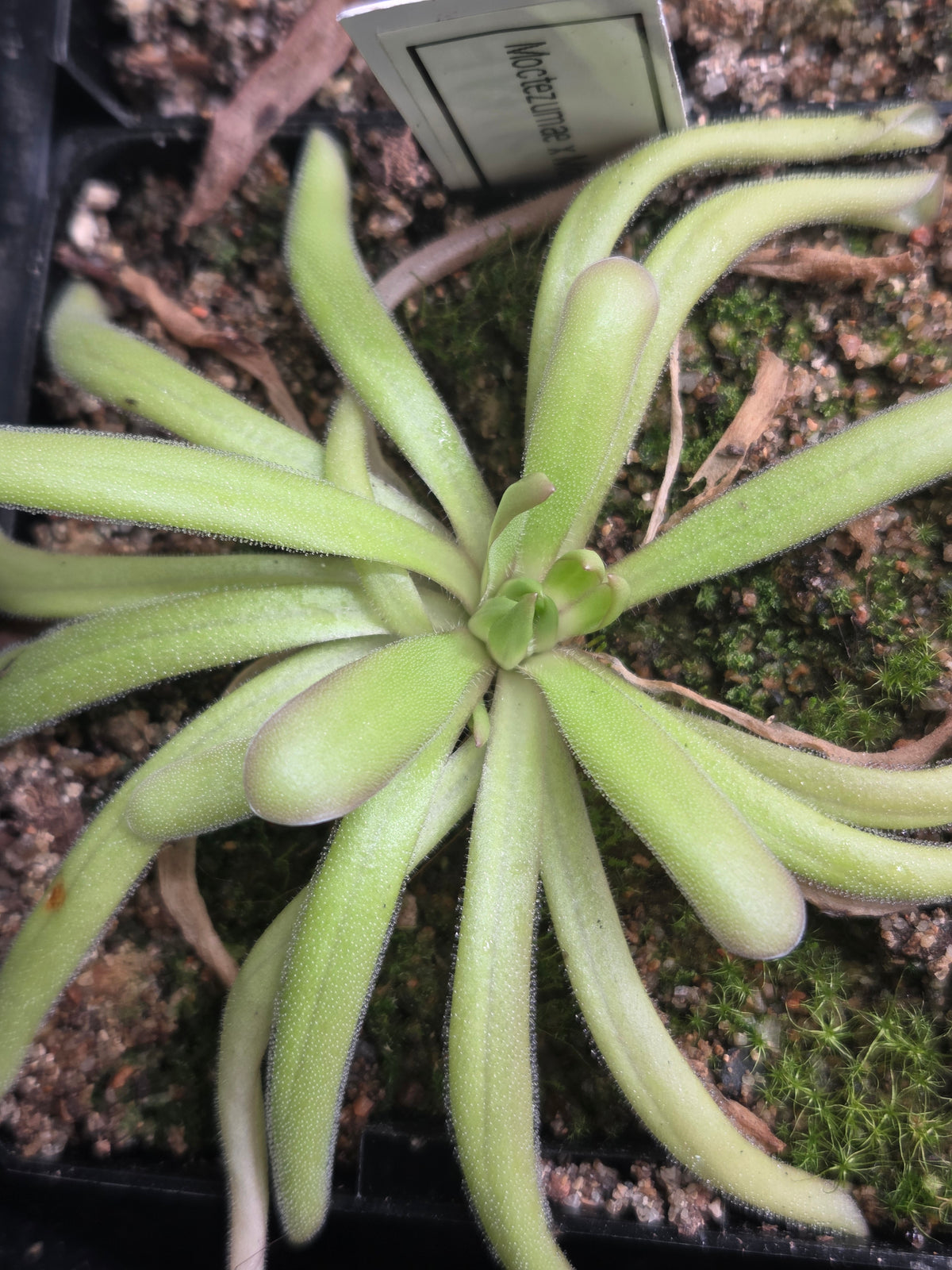 Pinguicula moctezumae x moranensis (f. flos-mulionis) (Small)