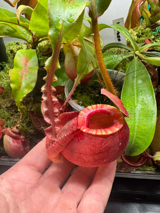 Nepenthes (viking x ampullaria) x (winged mirabilis x ampullaria)