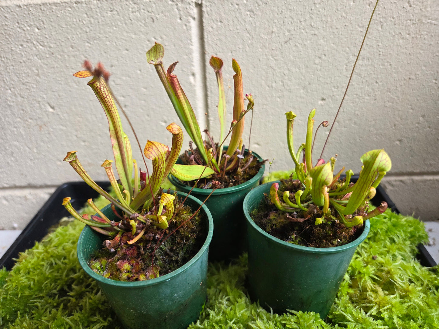 Sarracenia alata hybrid