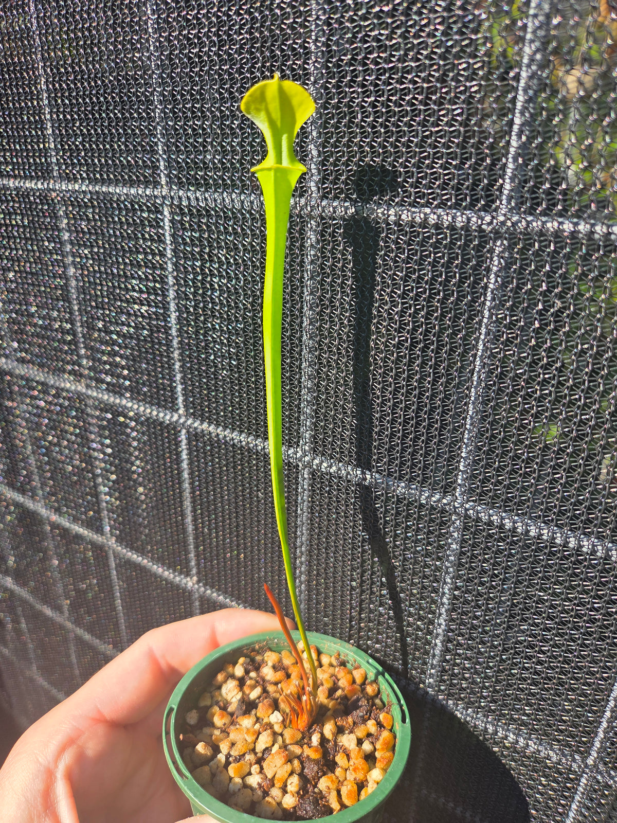 Sarracenia flava
