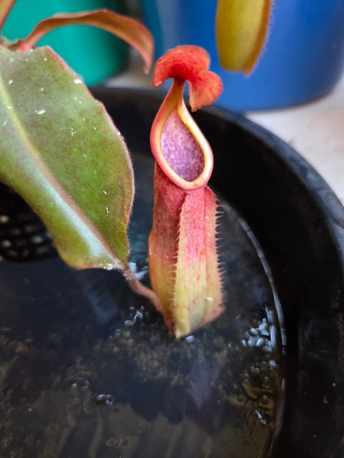 Nepenthes NOID