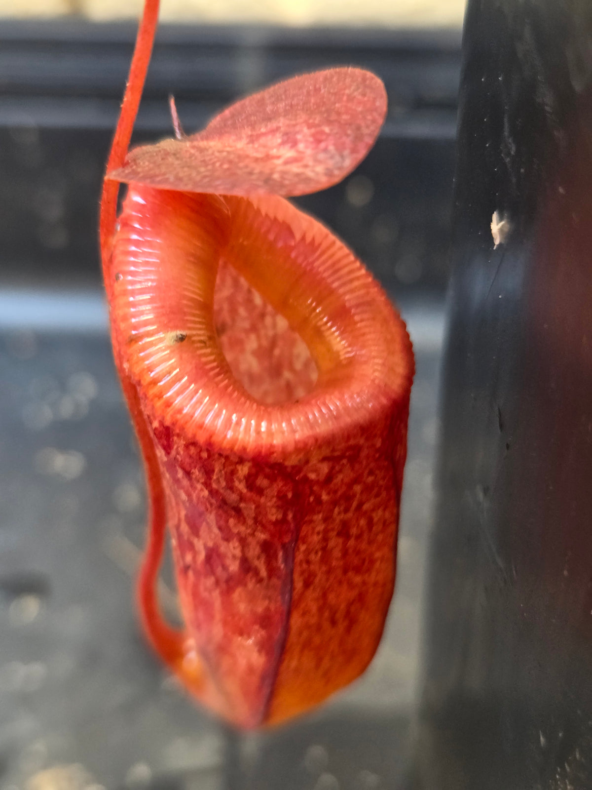 Nepenthes tenuis x tenuidion