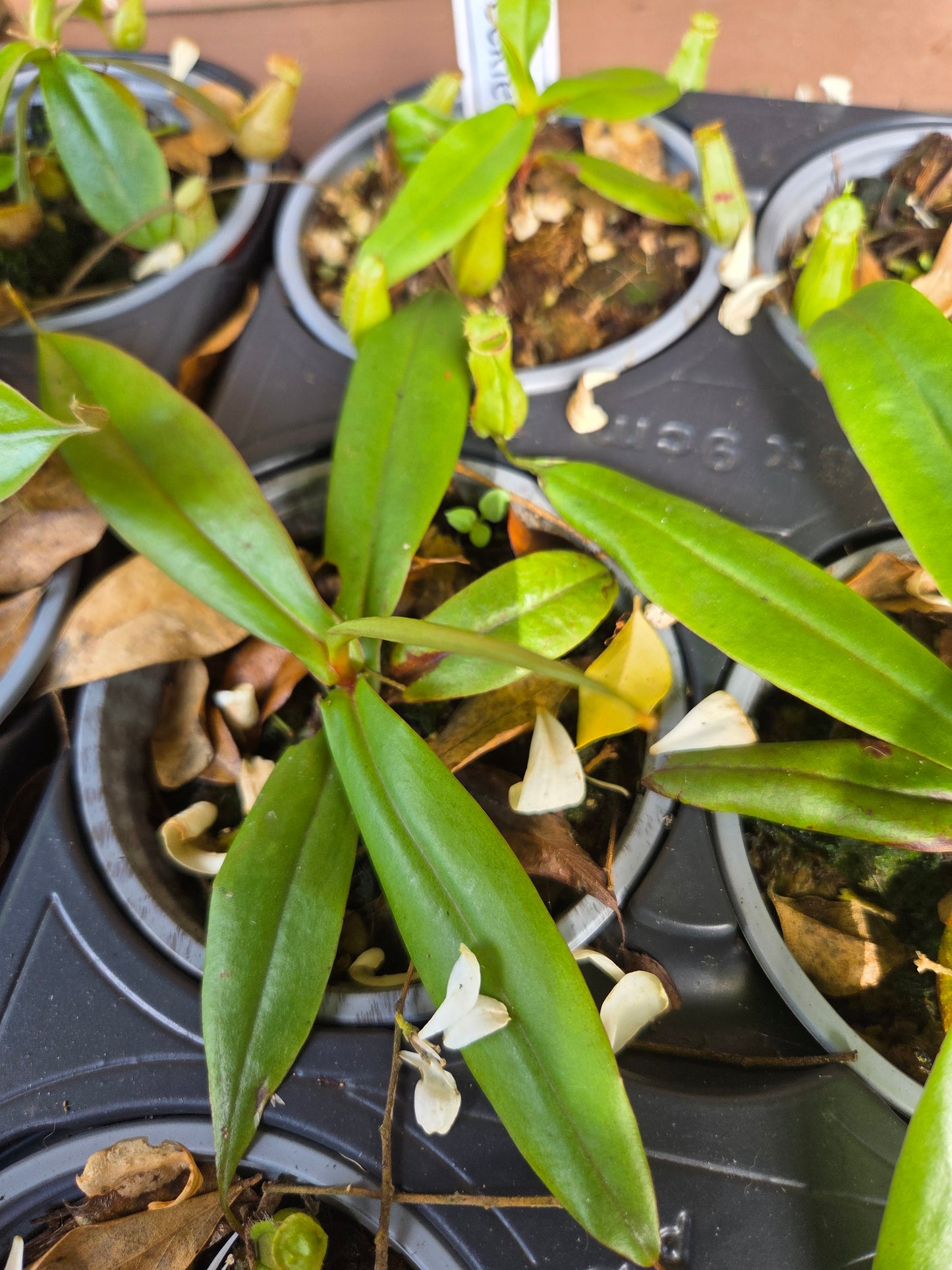 Nepenthes gracilis