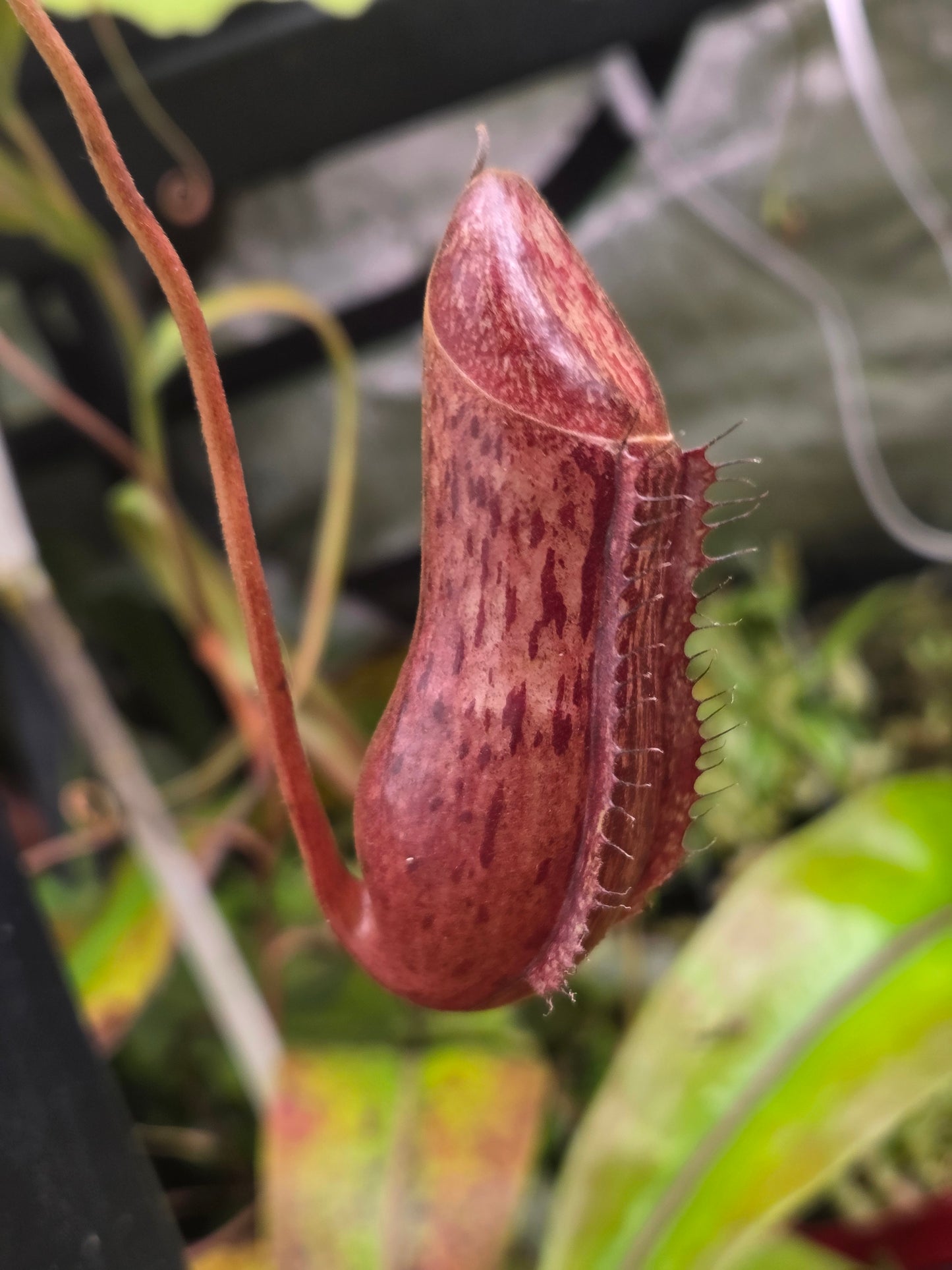 Nepenthes {[(lowii x veitchii) x boschiana] x [ventricosa x (spathulata x lowii)]} x (lowii x ventricosa)