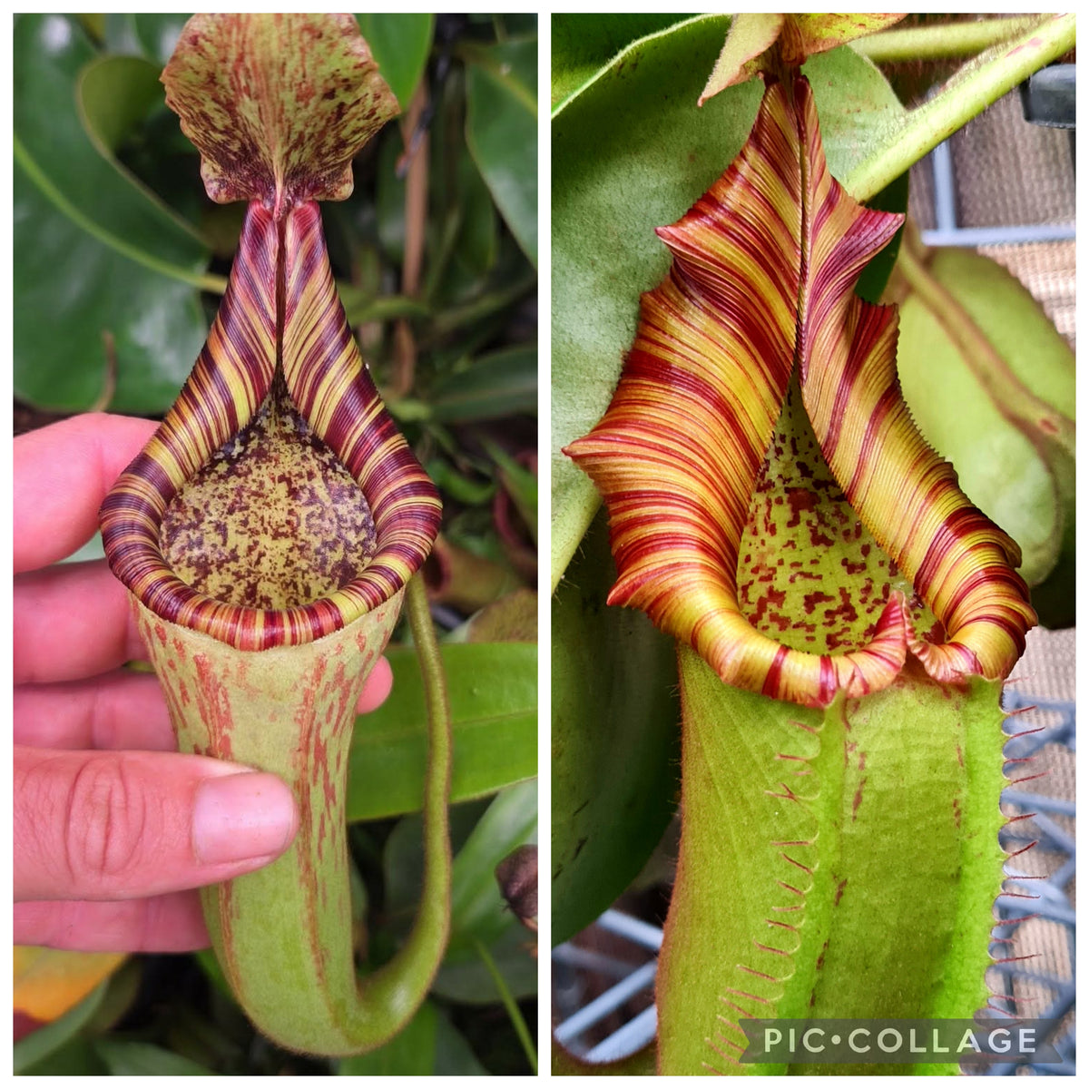 Nepenthes {[(lowii x boschiana) x veitchii]
x (mollis x veitchii)} x (truncata x veitchii)