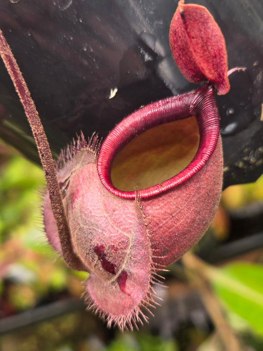 Nepenthes viking x ampullaria 'Black Miracle' - Medium
