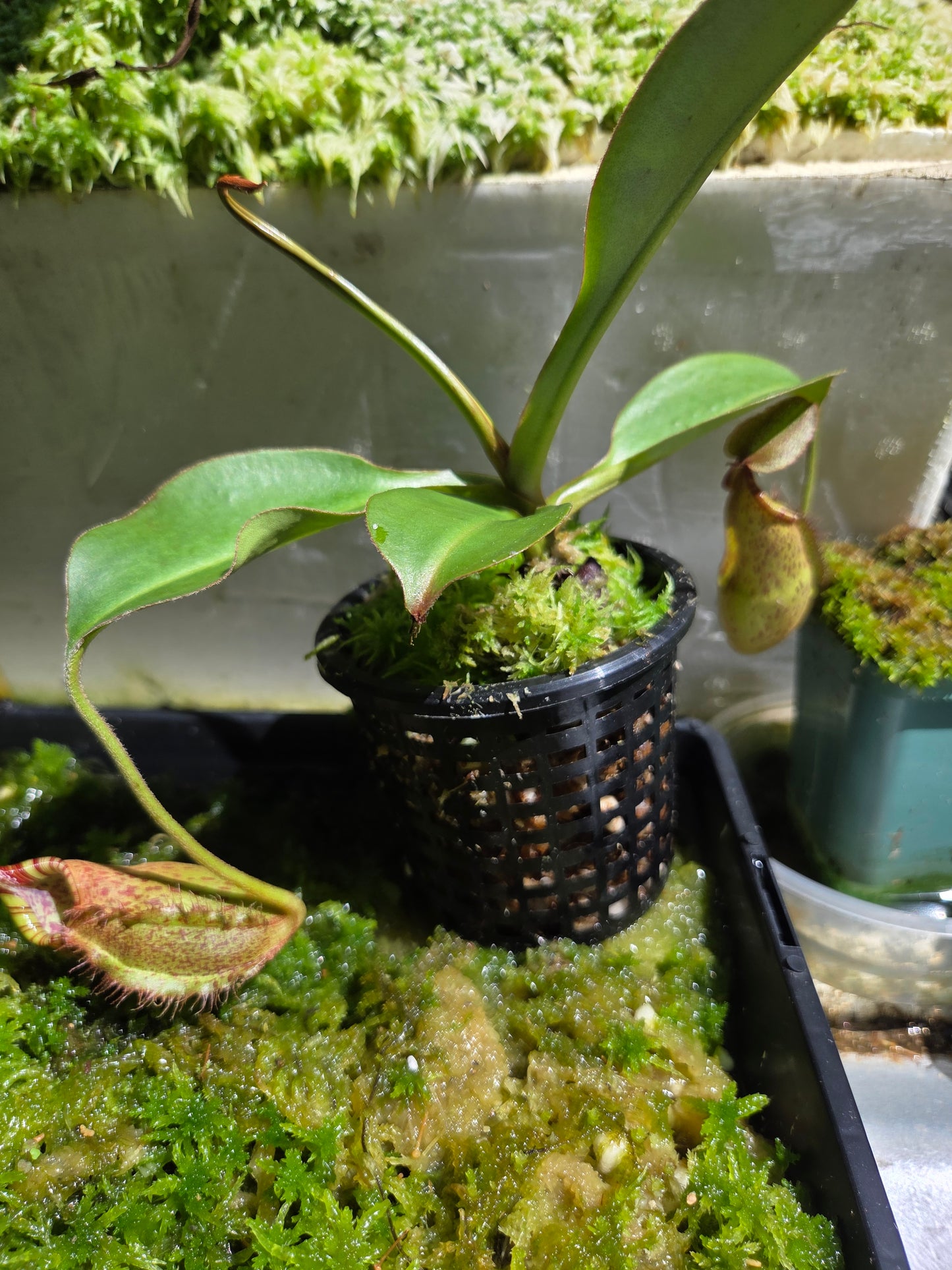 Nepenthes robcantleyi x (aristolochioides x spectabilis) BE-3966