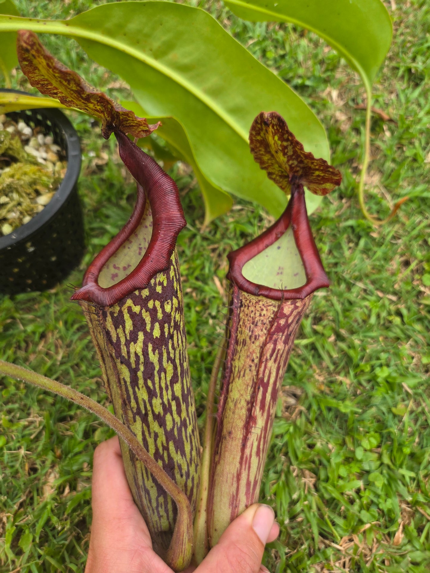 Nepenthes maxima 'dark'x (glandulifera x boschiana)