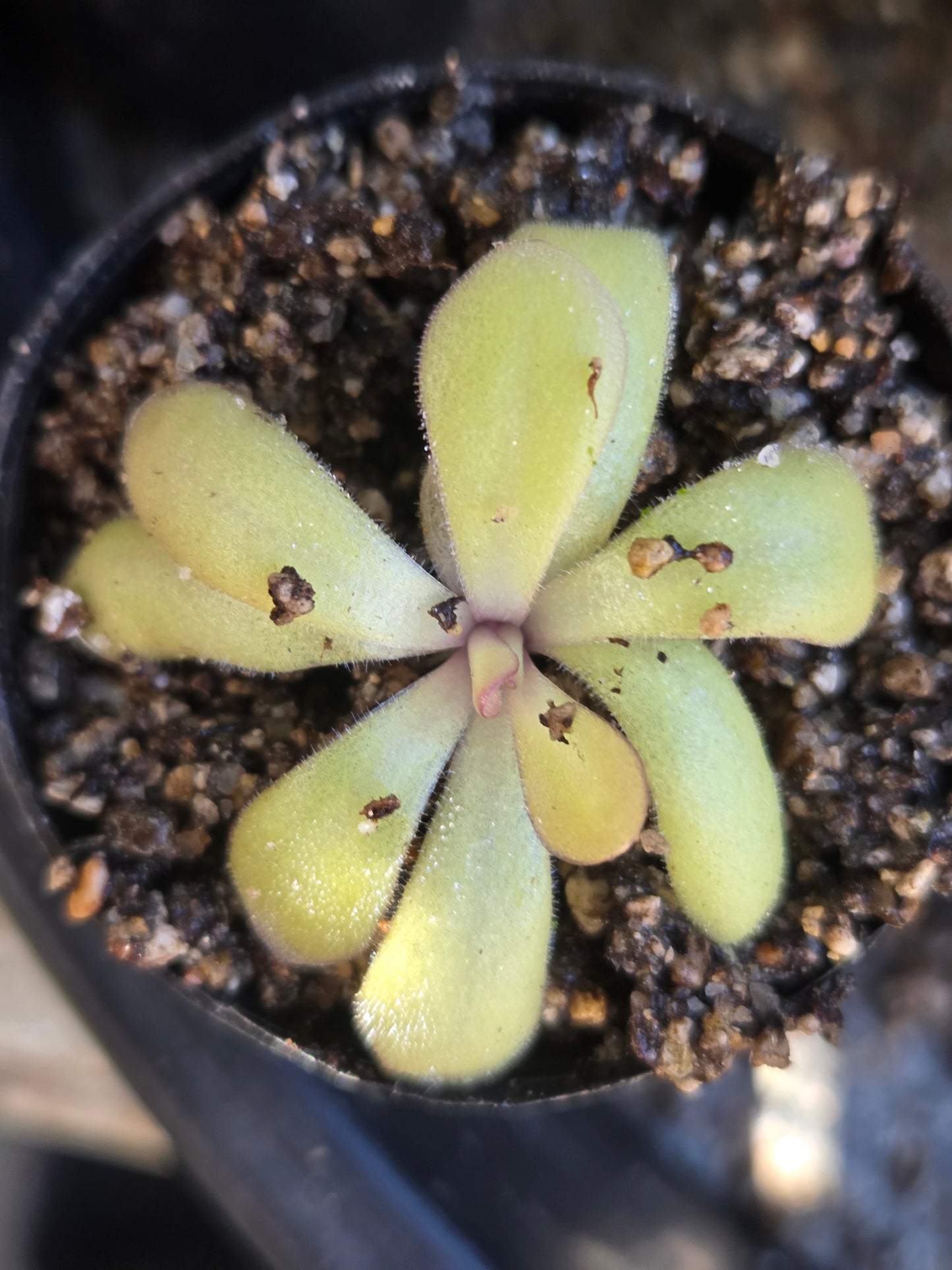 Pinguicula agnata x potosiensis (Medium)