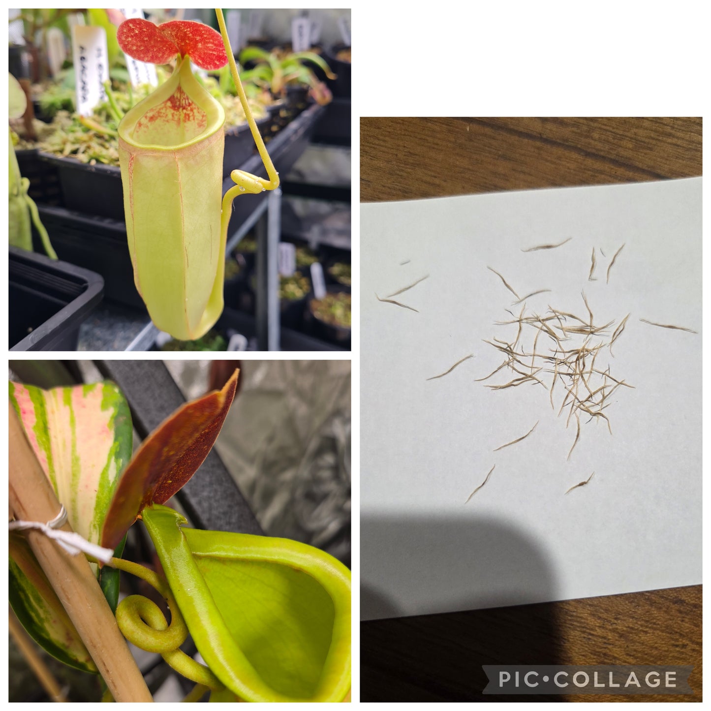 Nepenthes (bicalcarata x mira) x (glandulifera x spectabilis)