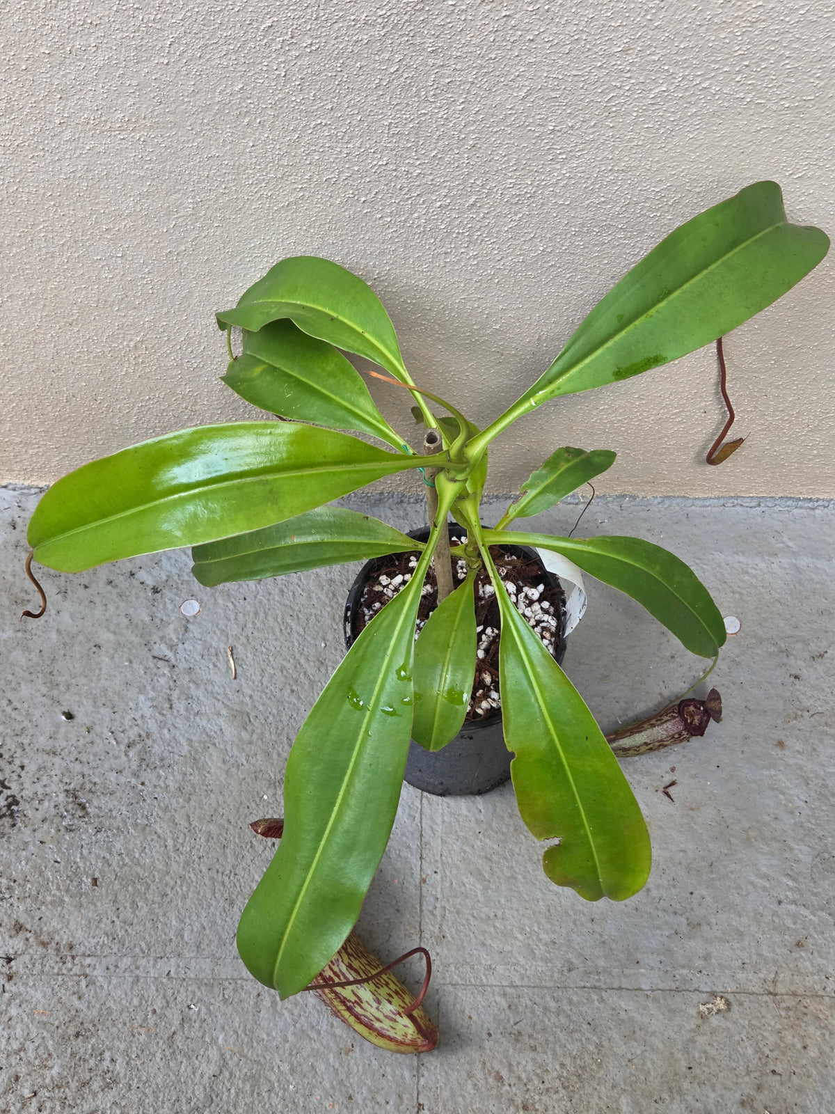 Nepenthes 'Gothica'