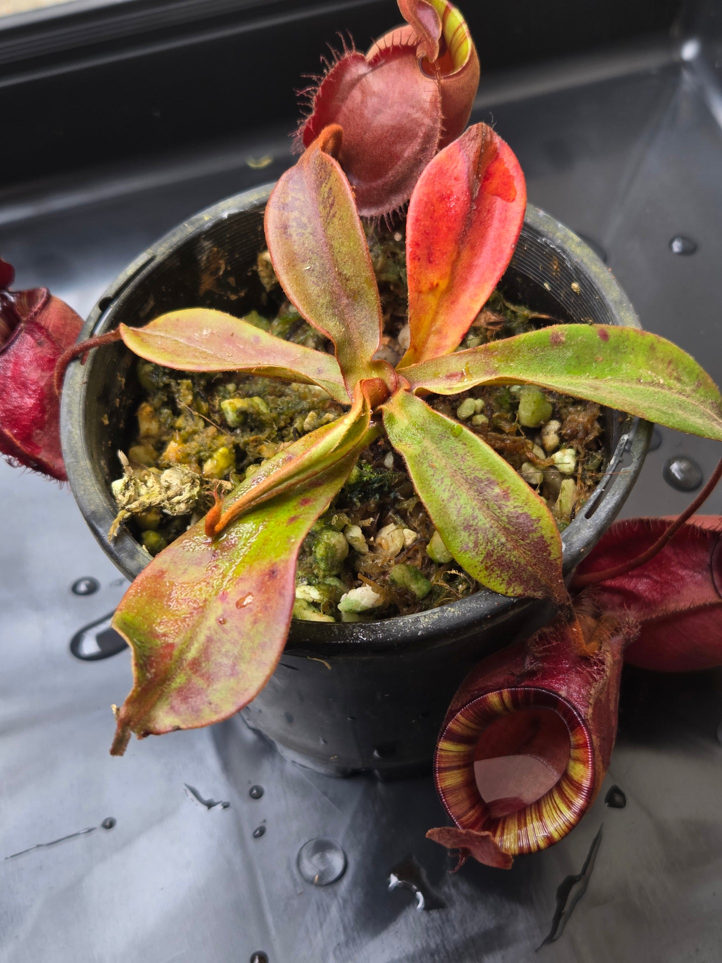 Nepenthes viking x ampullaria 'Black Miracle' - Medium