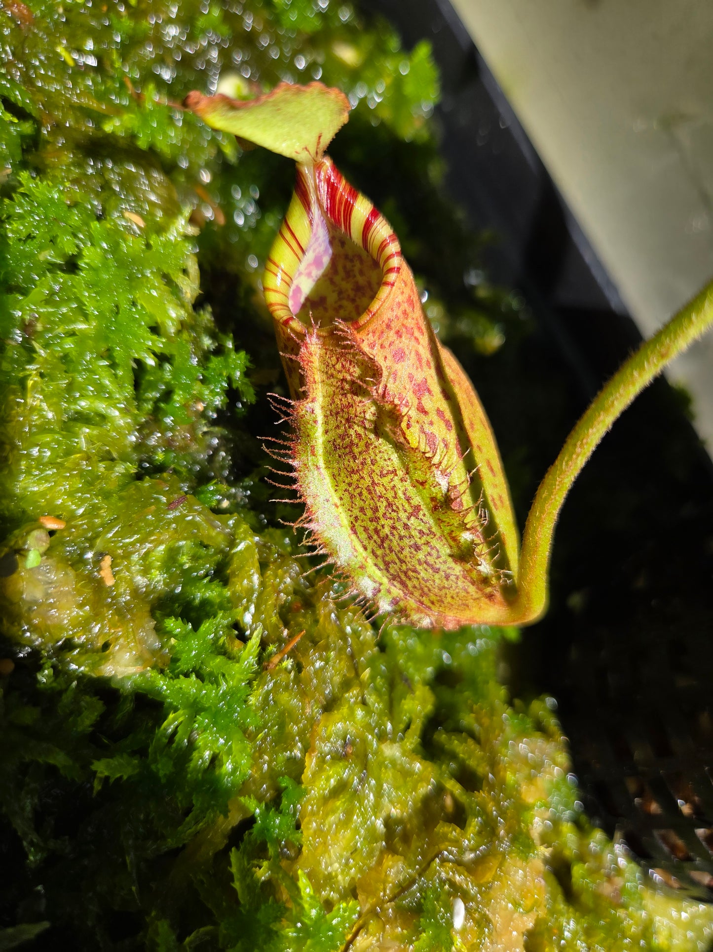Nepenthes robcantleyi x (aristolochioides x spectabilis) BE-3966