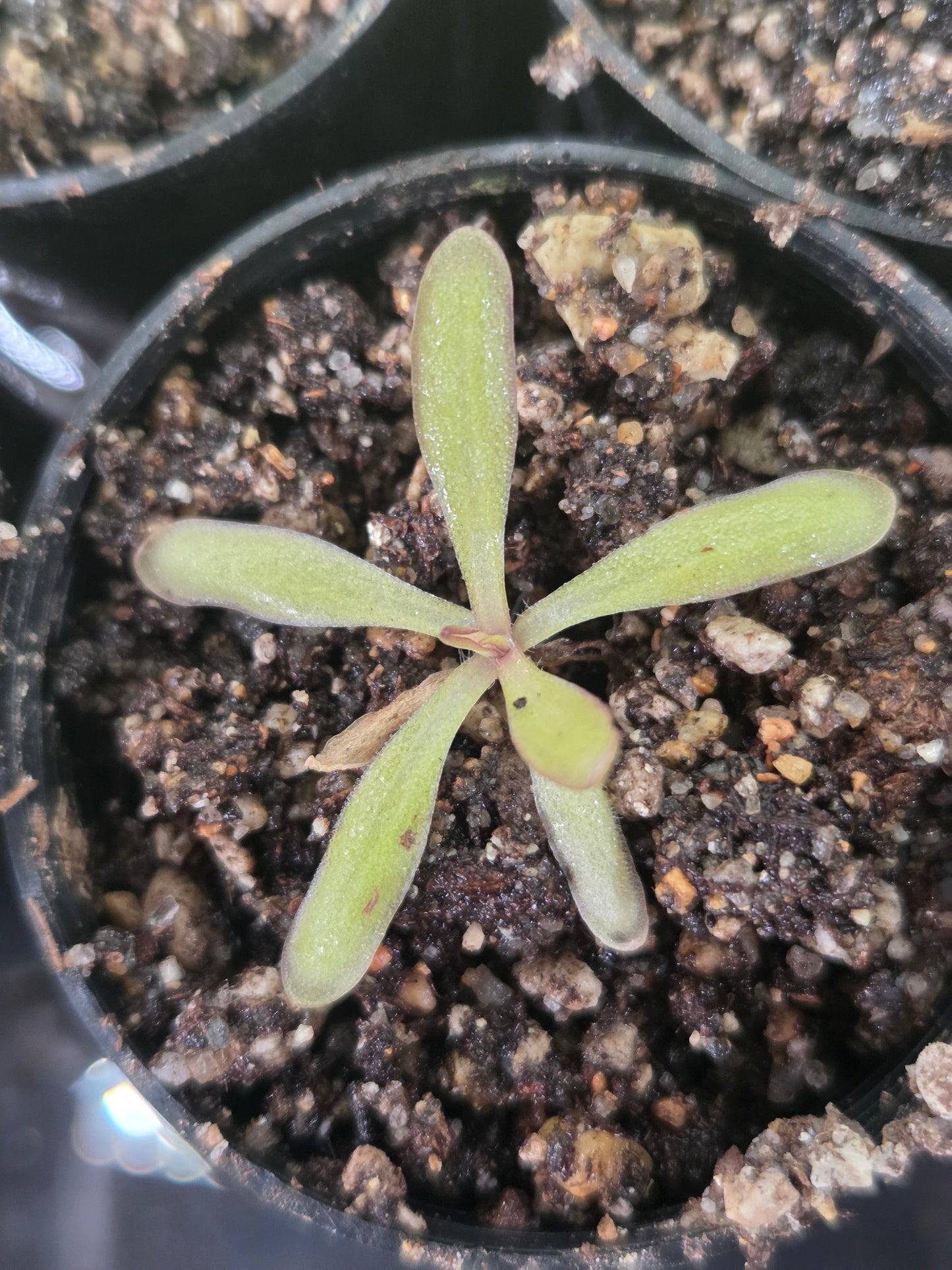 Pinguicula 'Anna' (Small)