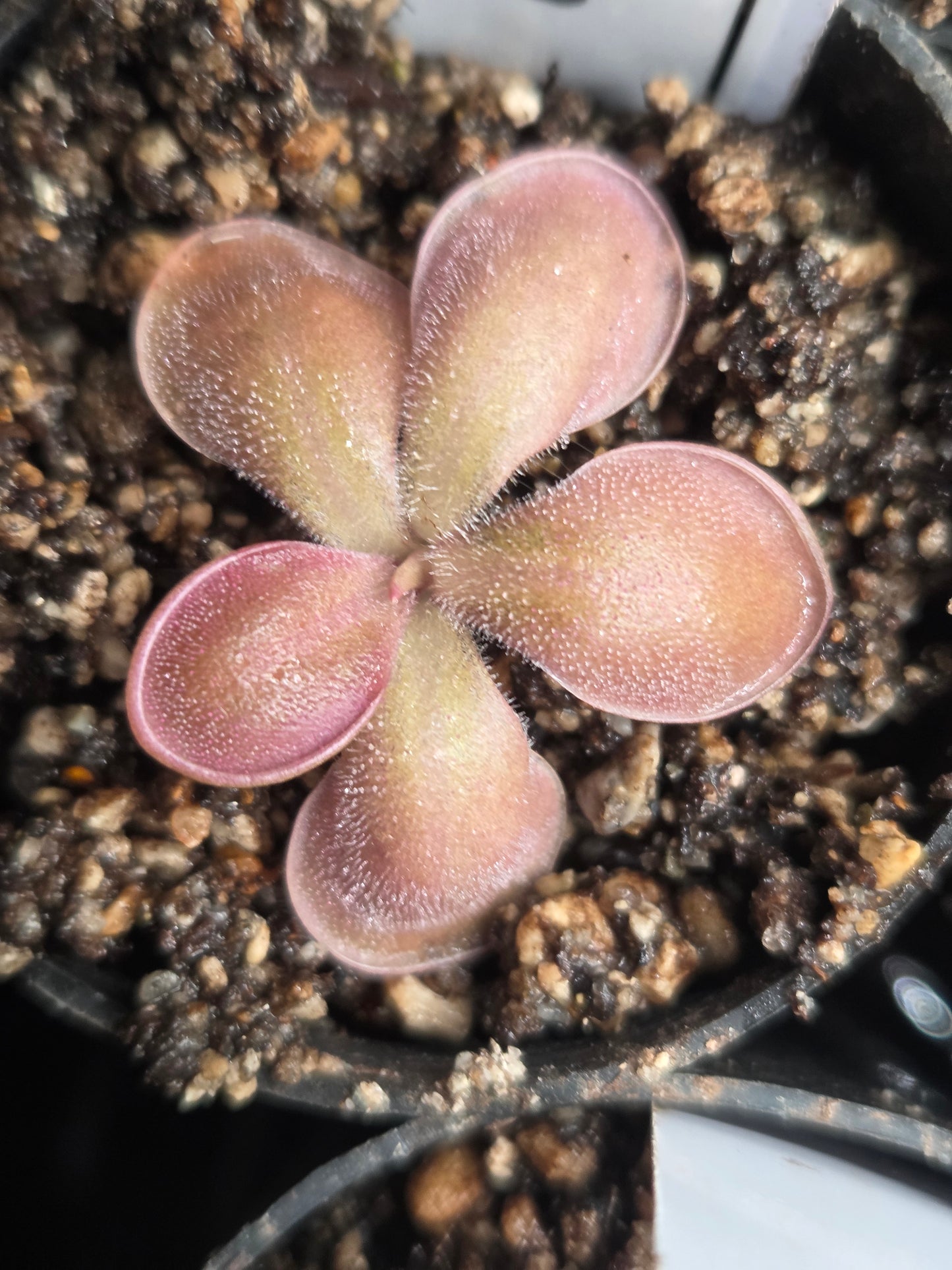Pinguicula hemiepiphytica (Small)
