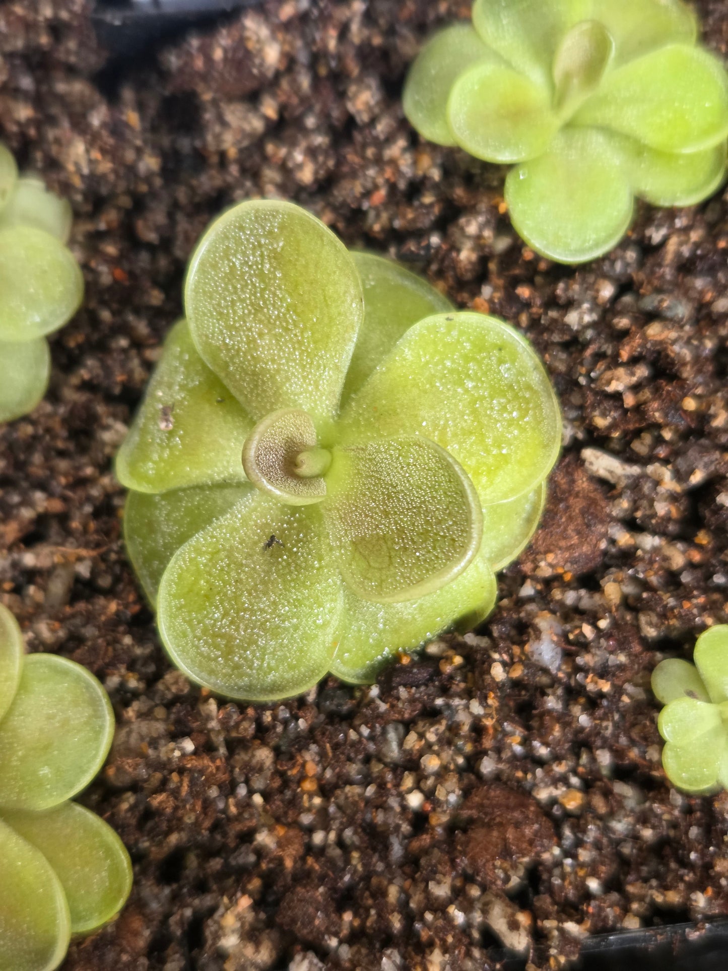 Pinguicula agnata 'Ekuma' (Small)