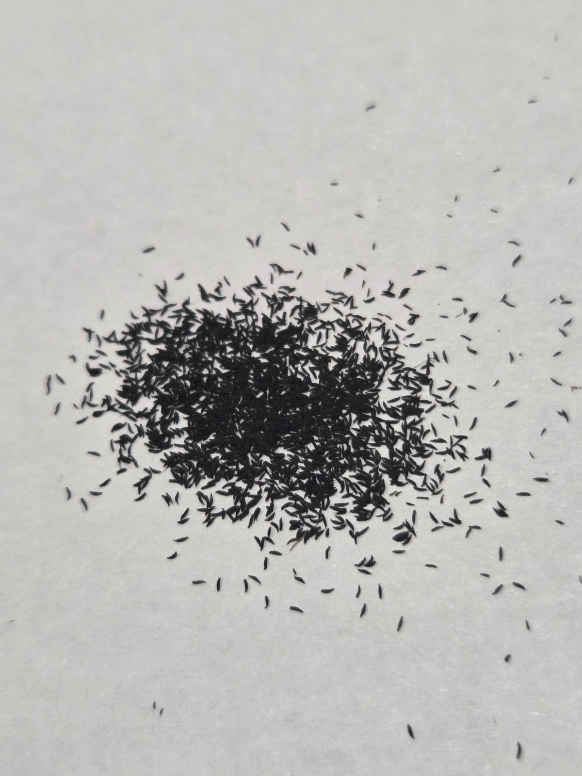 Drosera capensis "Typical" seeds