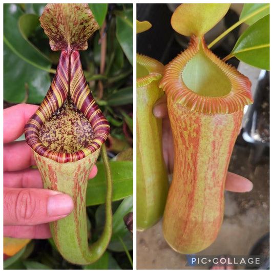 Nepenthes {[(lowii x boschiana) x veitchii]
x (mollis x veitchii)} x (ventricosa x edwardsiana)