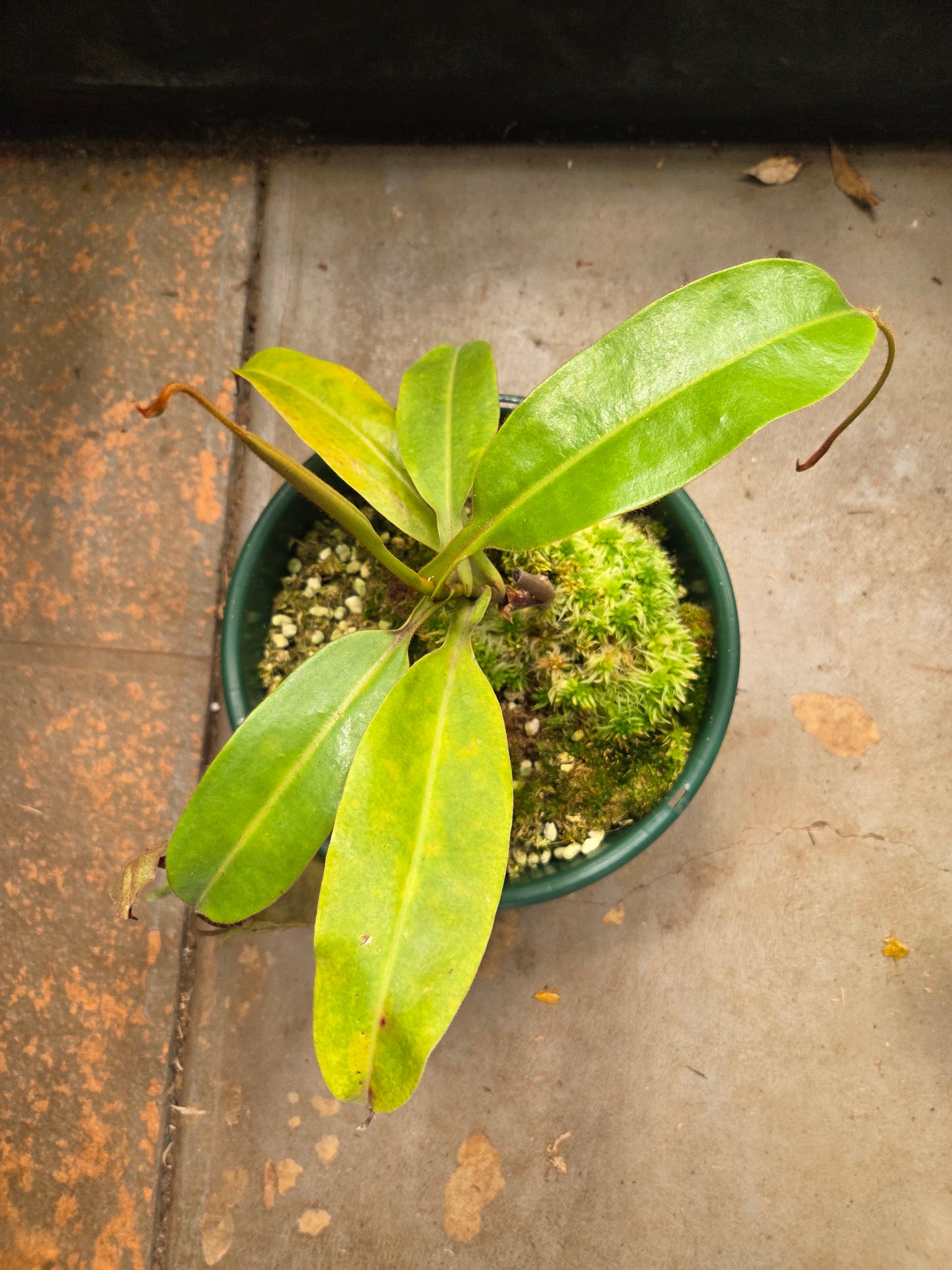 Nepenthes [(maxima x mixta) x veitchii] x fusca