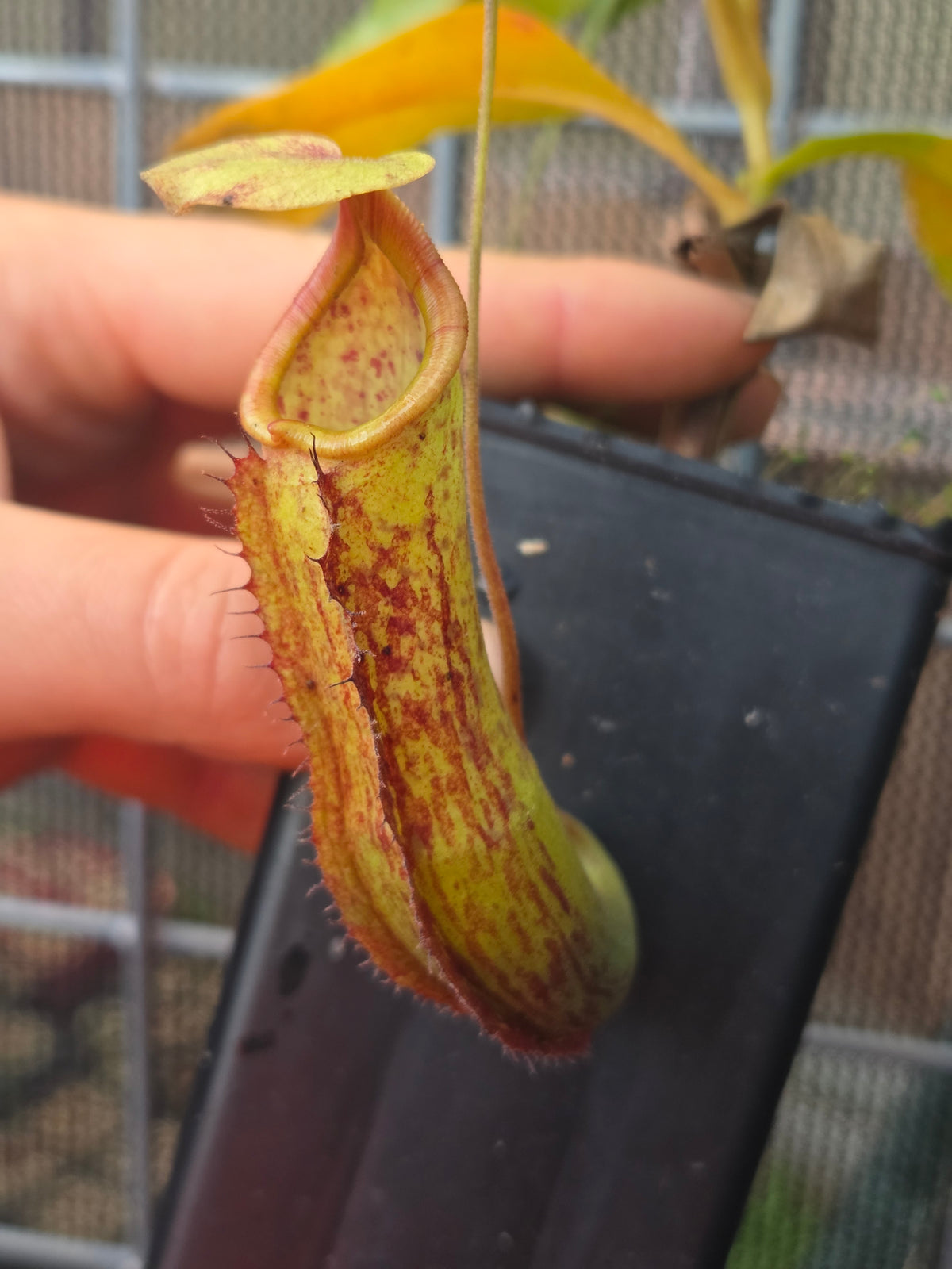 Nepenthes mixta x maxima