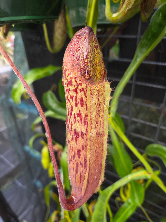 Nepenthes (glandulifera x boschiana) x LVB