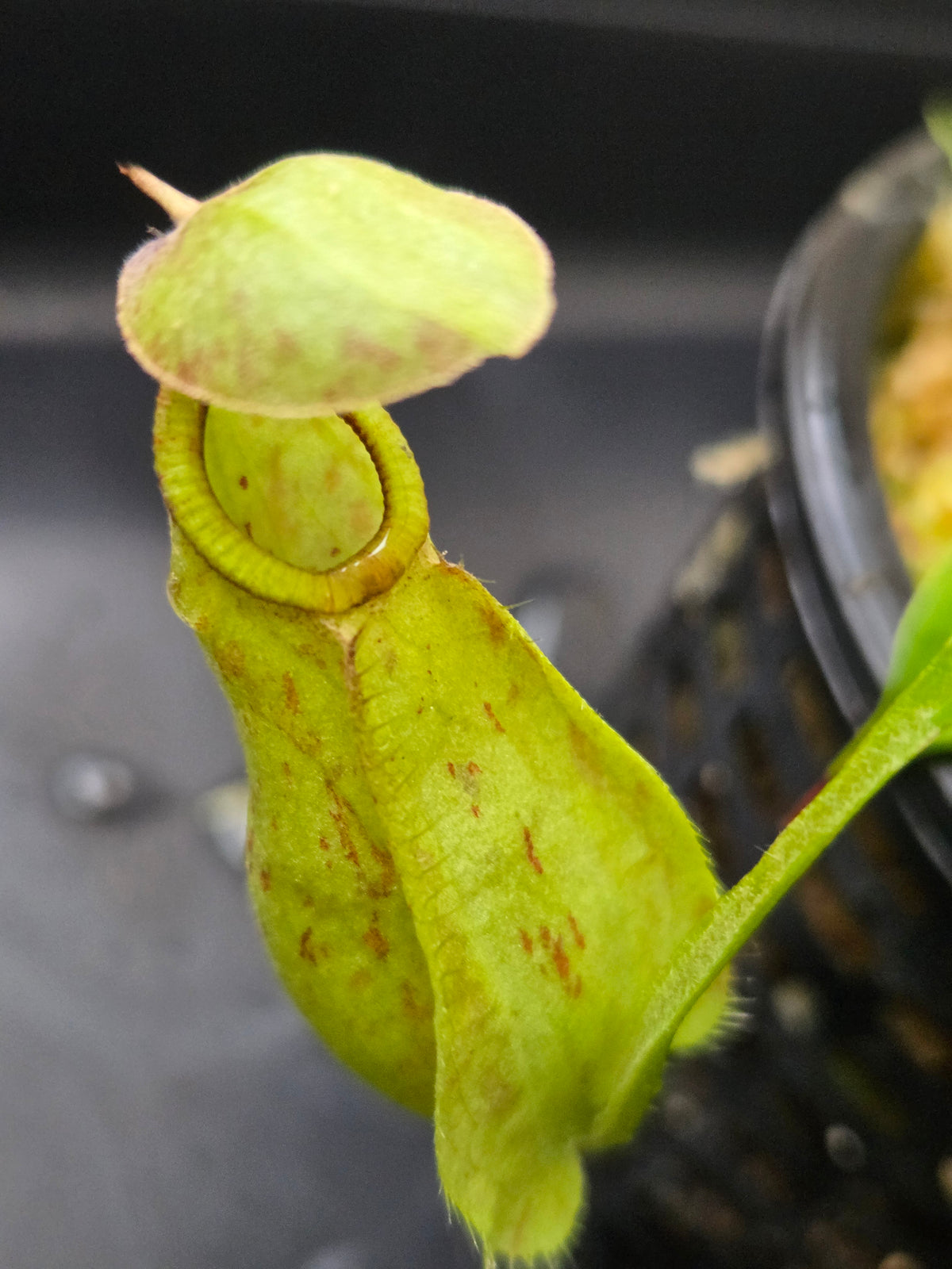 Nepenthes rafflesiana