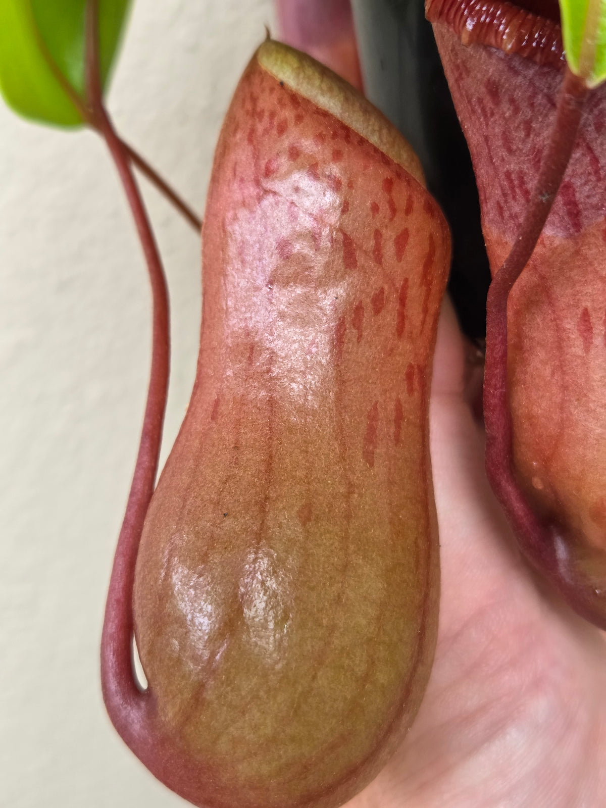 Nepenthes ventricosa 'Red'