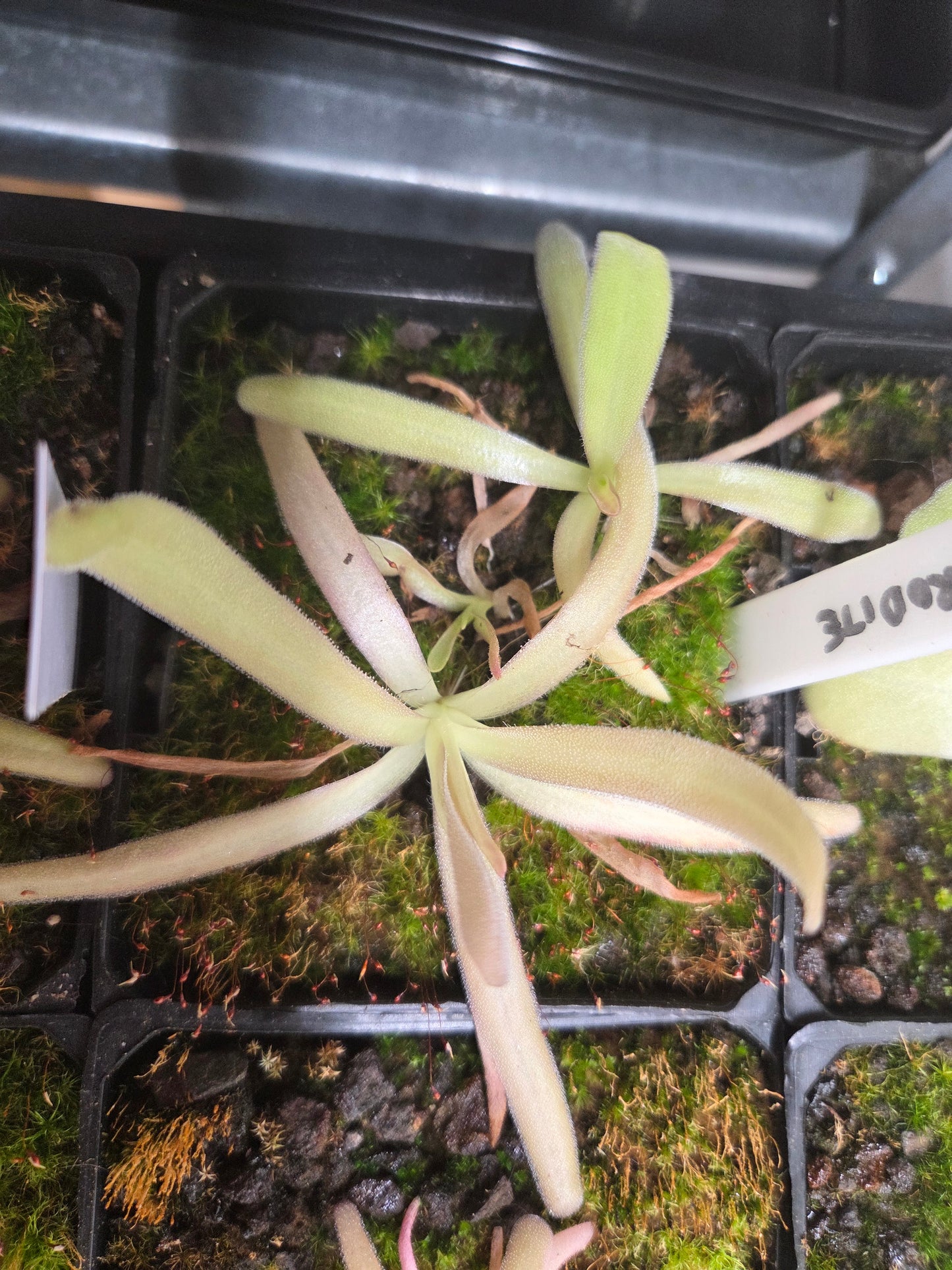 Pinguicula 'Aphrodite'