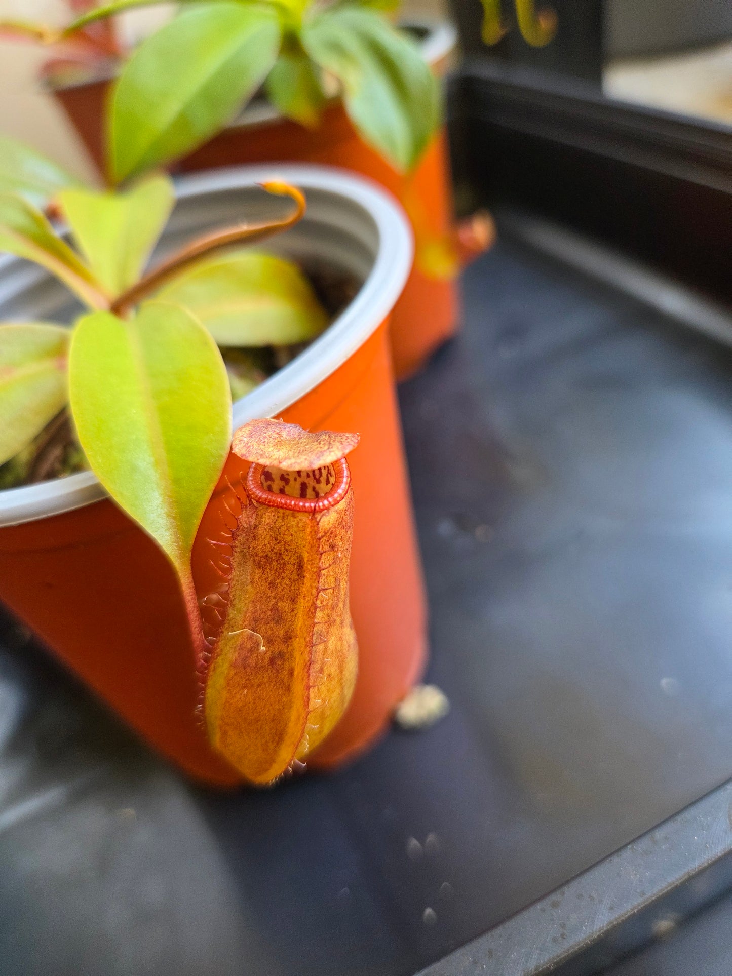 Nepenthes (ventricosa x sibuyanensis) x Rokko 'Exotica'