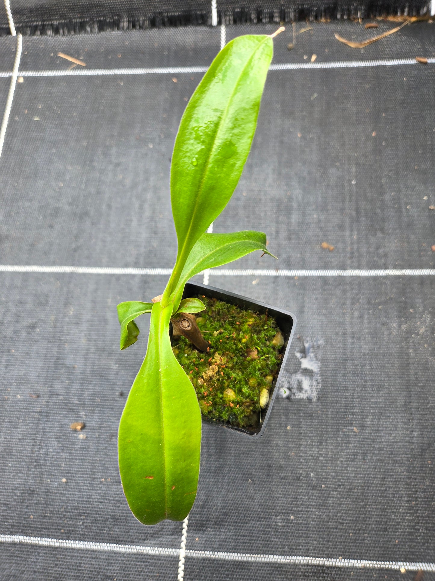 Nepenthes NOID - Female