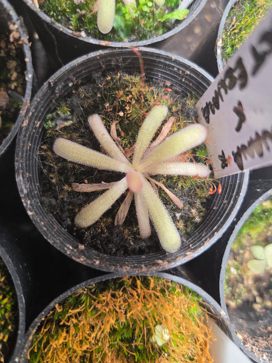Pinguicula (laueana x emarginata) x moctezumae