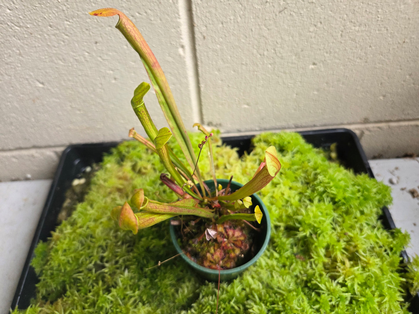 Sarracenia alata hybrid