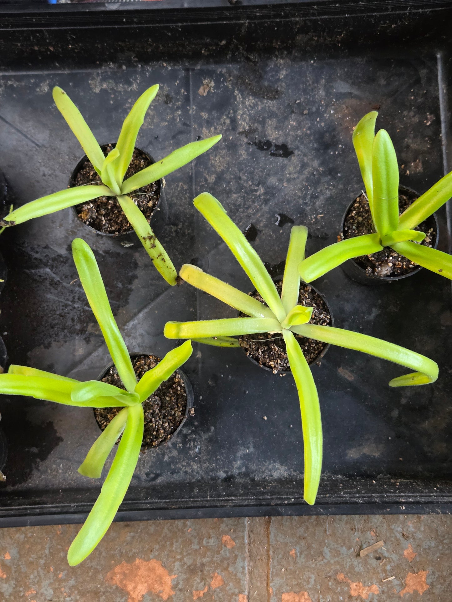 Pinguicula 'Hawkesbury' (Large)
