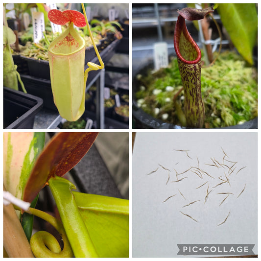 Nepenthes (bicalcarata x mira) x zakriana
