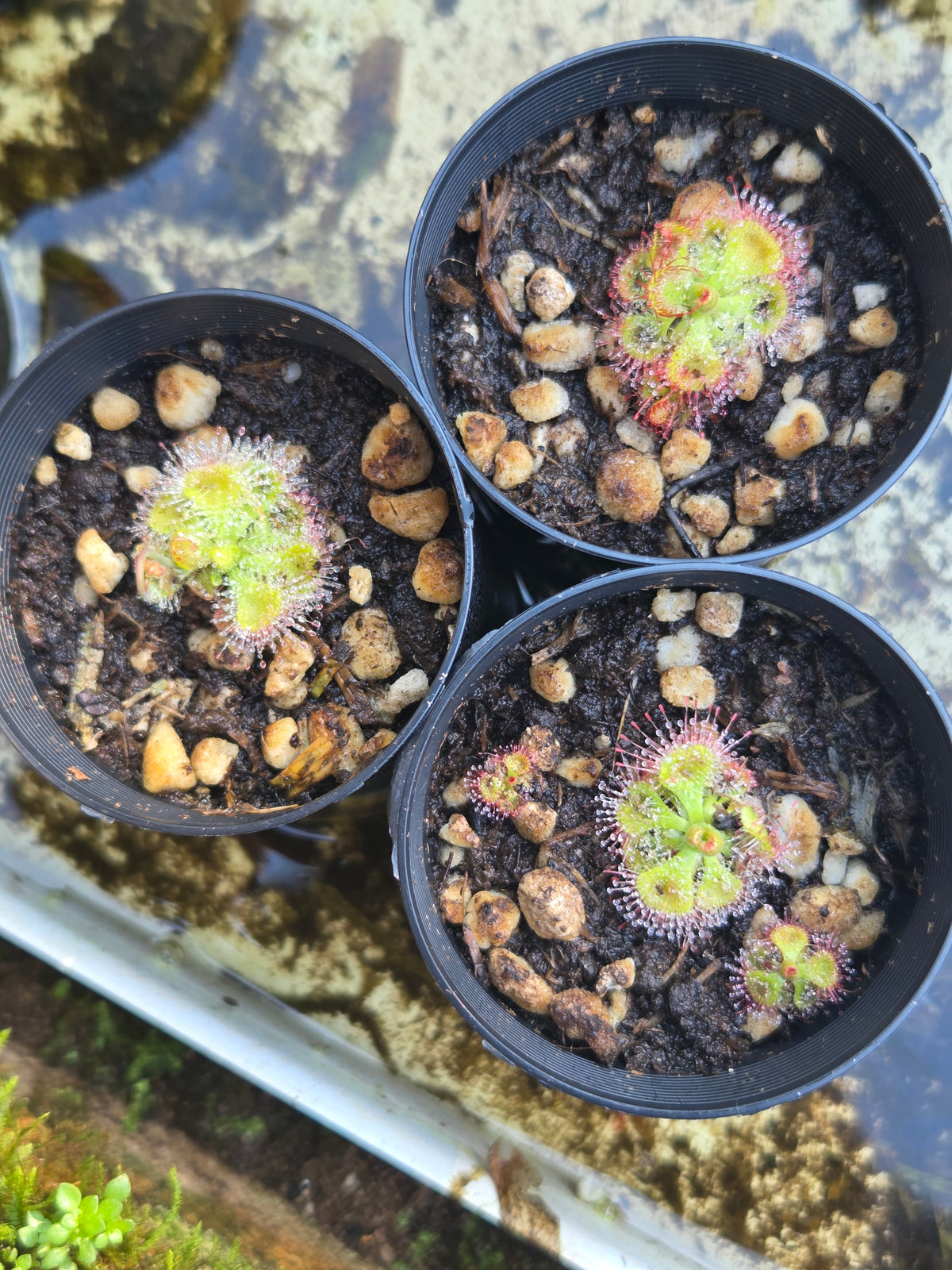 Drosera burmanni