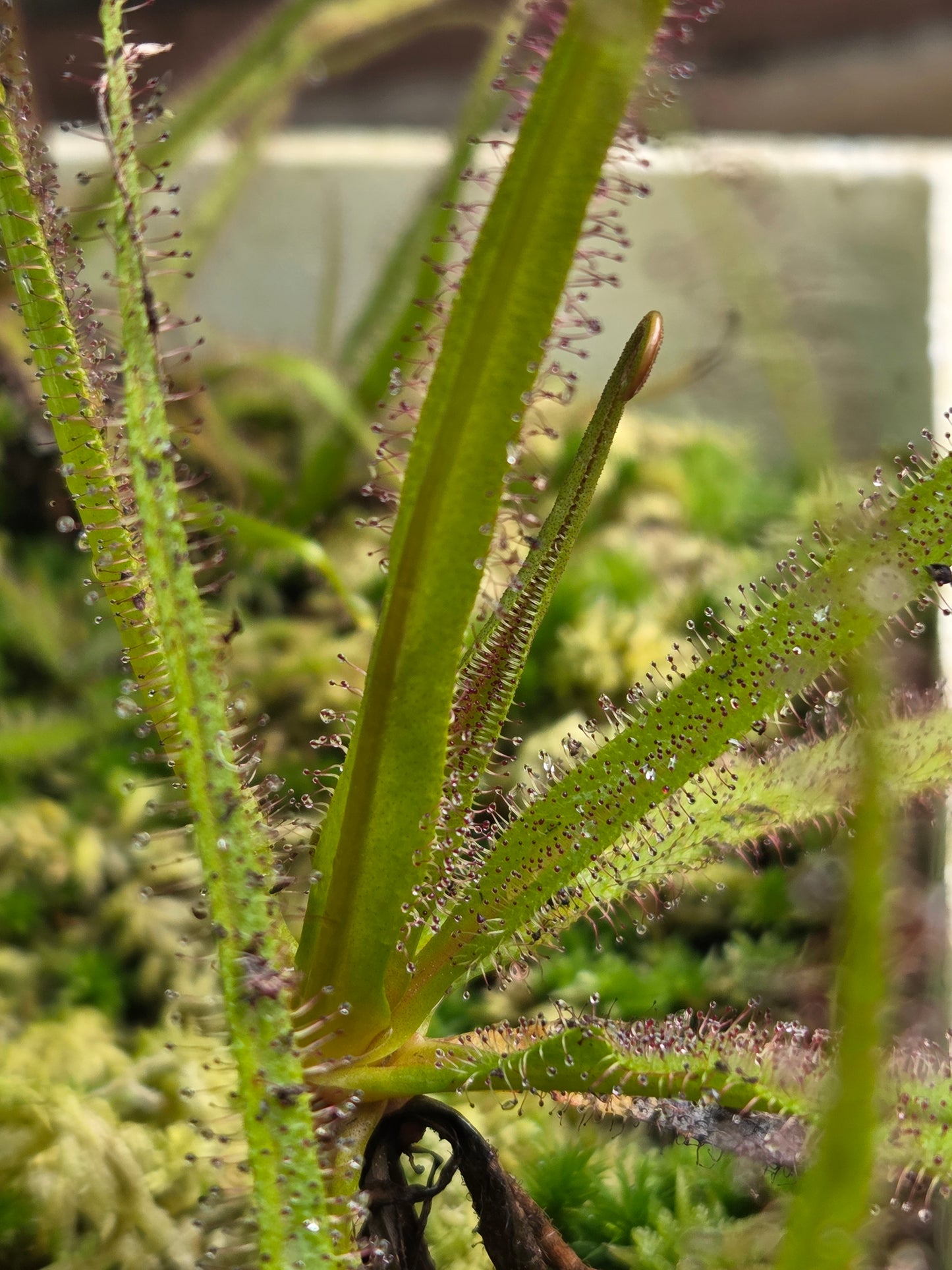 Drosera regia