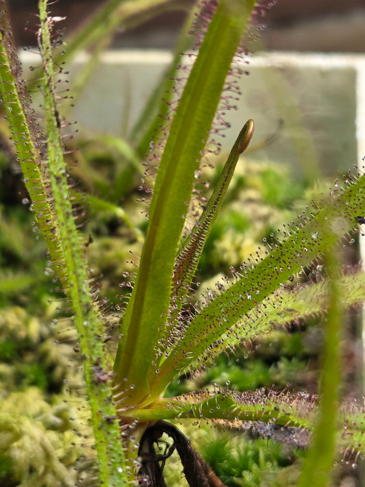 Drosera regia