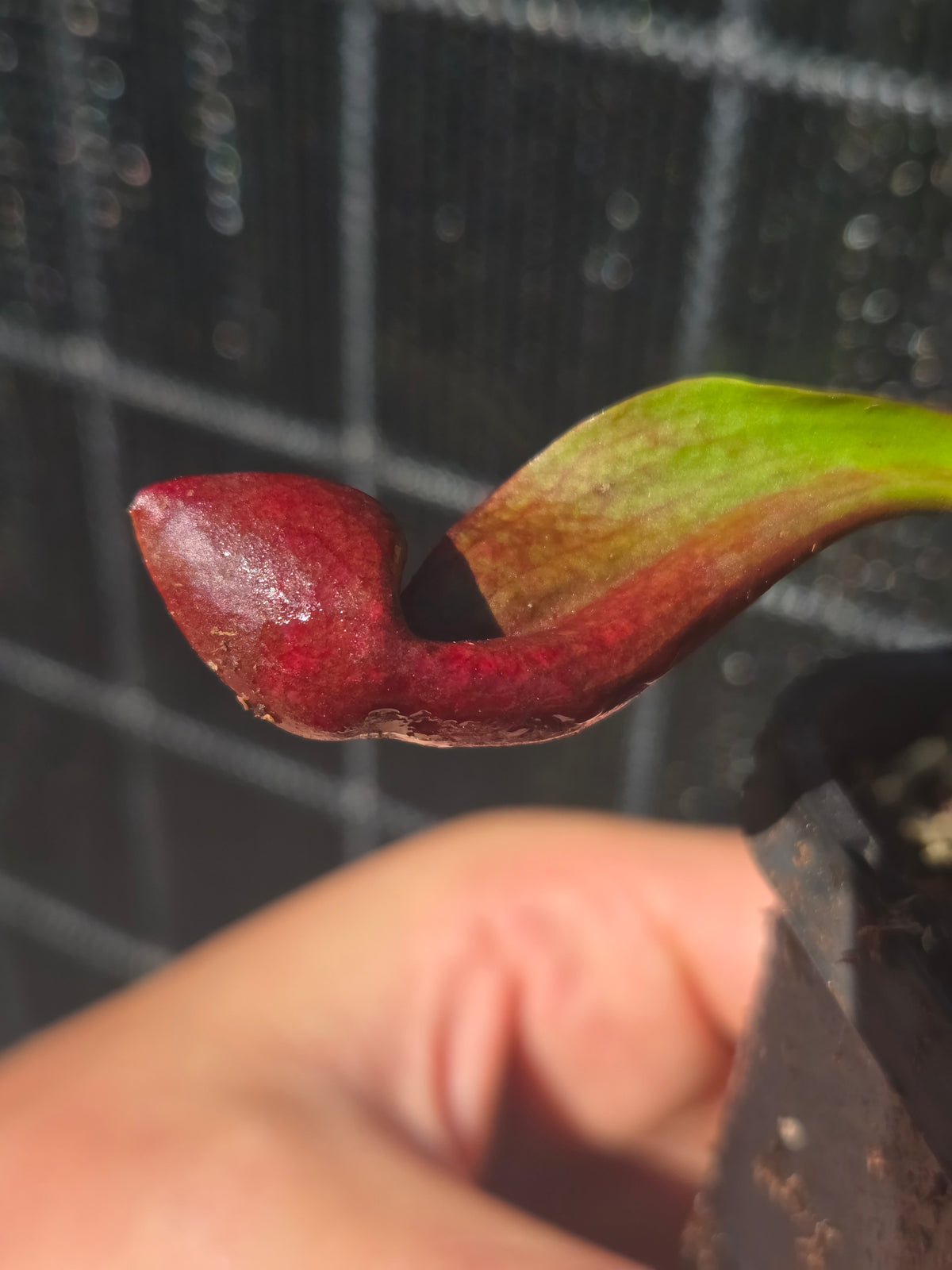 Sarracenia x Courtii