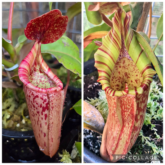 Nepenthes [(lowii x boschiana) x veitchii]
x (tiveyi x stenophylla)