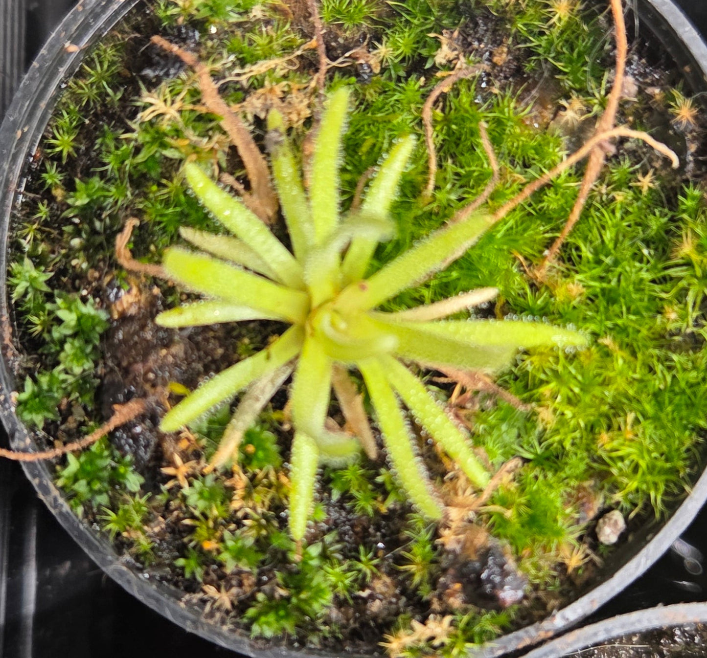 Pinguicula gypsicola x moctezumae