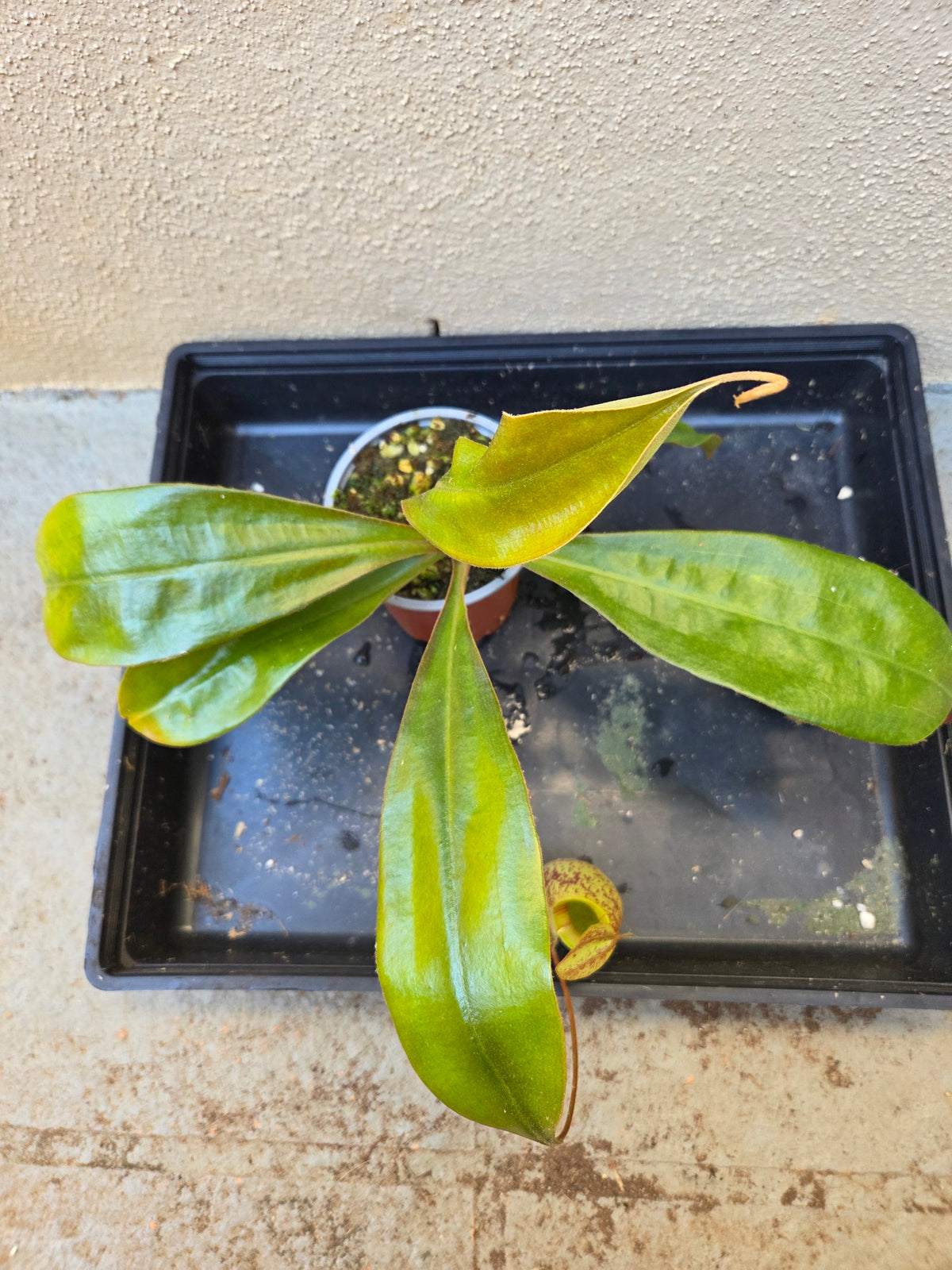 Nepenthes (viking x rafflesiana) x ampullaria (Large)