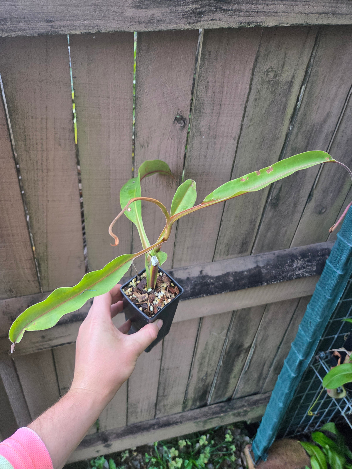 Nepenthes x Tiveyi x stenophylla
