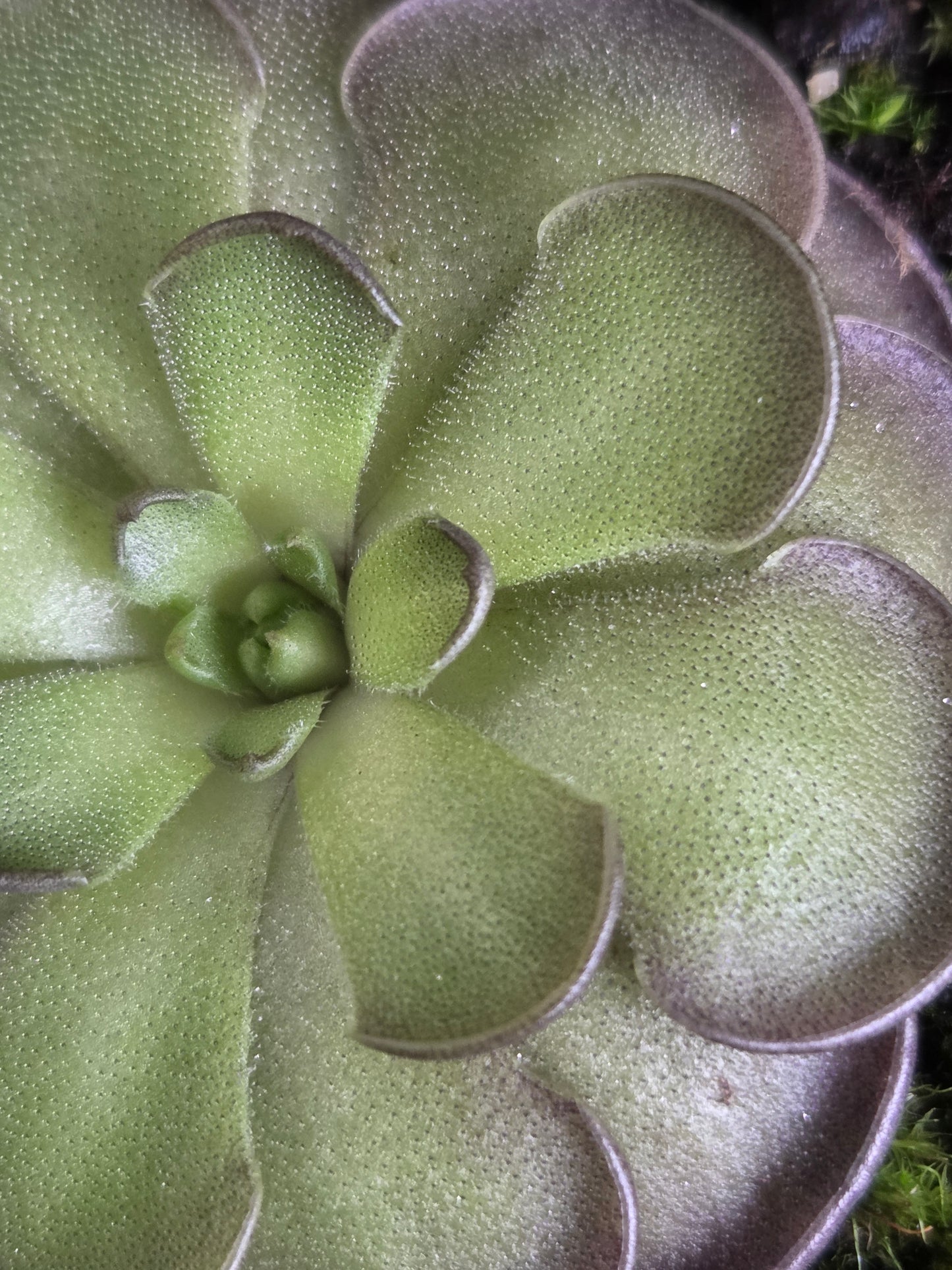 Pinguicula cyclosecta (Large)