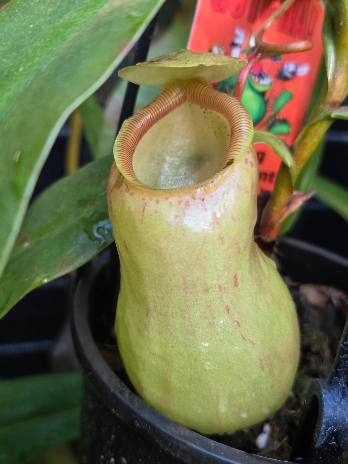 Nepenthes ventricosa 'Squat'
