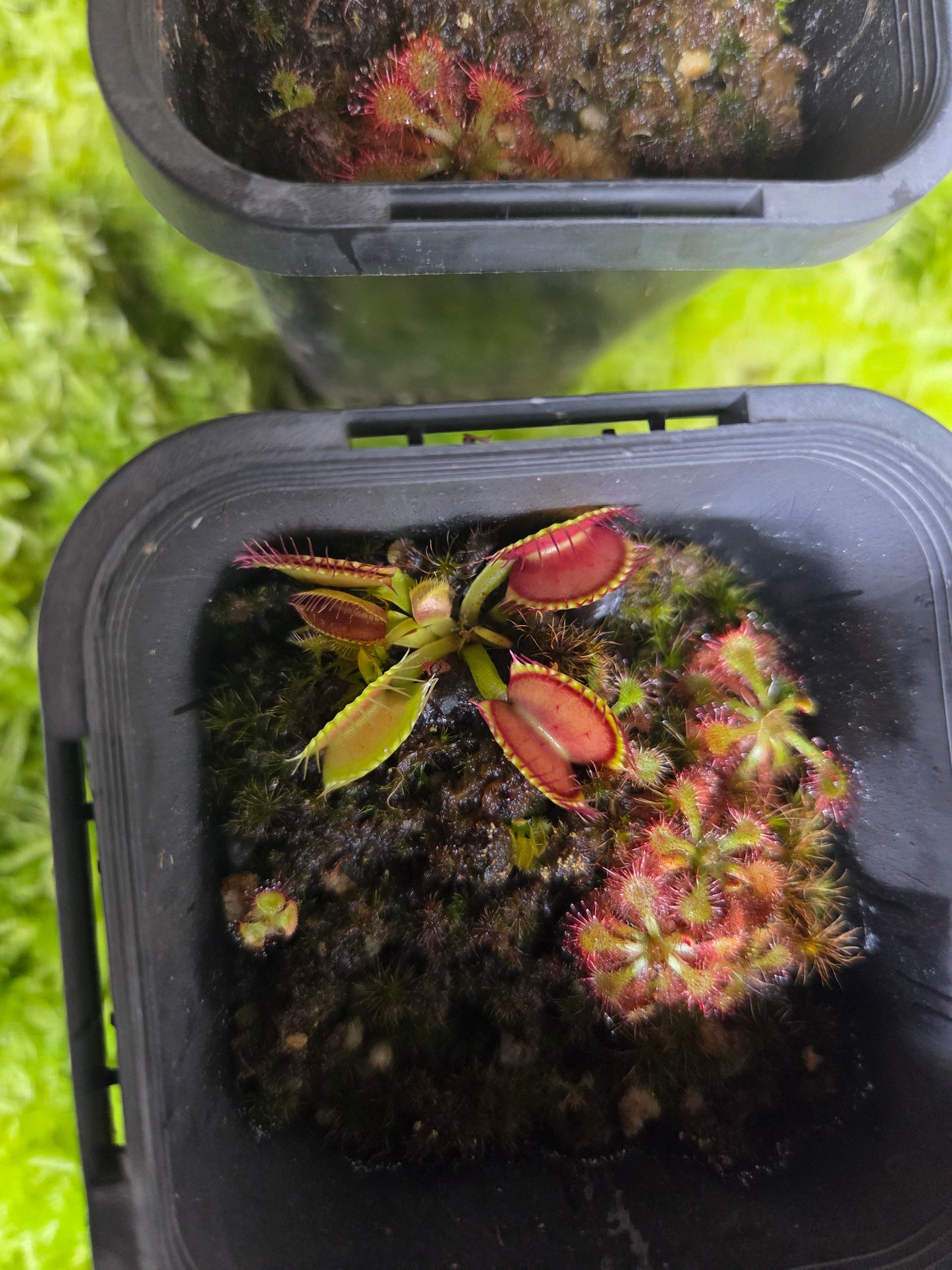 Dionaea muscipula NOID