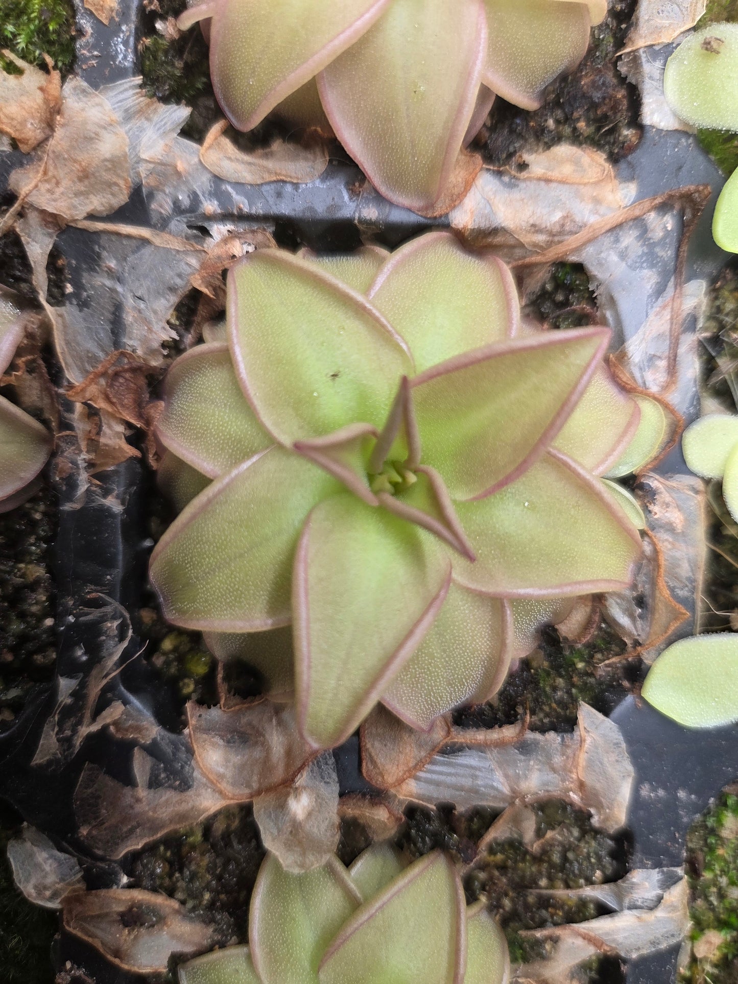Pinguicula potosiensis (Large)