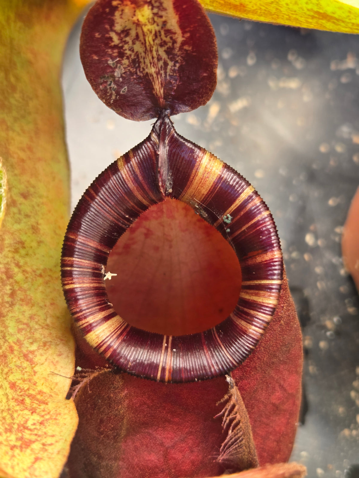 Nepenthes (viking x rafflesiana) x ampullaria (Large)